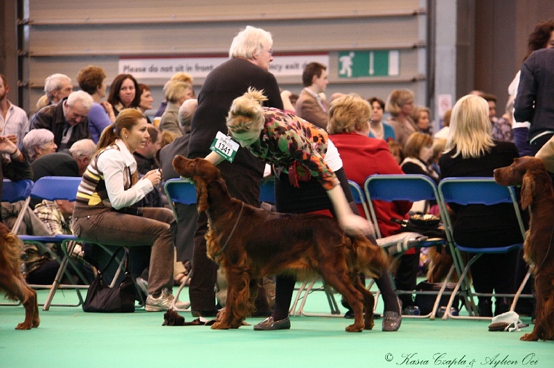 Crufts2011 890.jpg